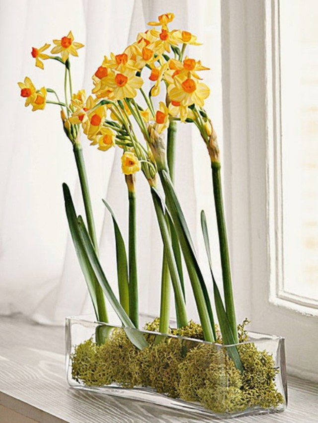 spring-flowers-new-ideas-narcissus1