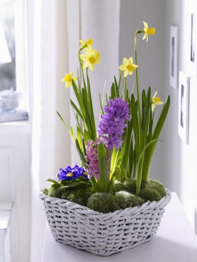 spring-flowers-new-ideas-narcissus12