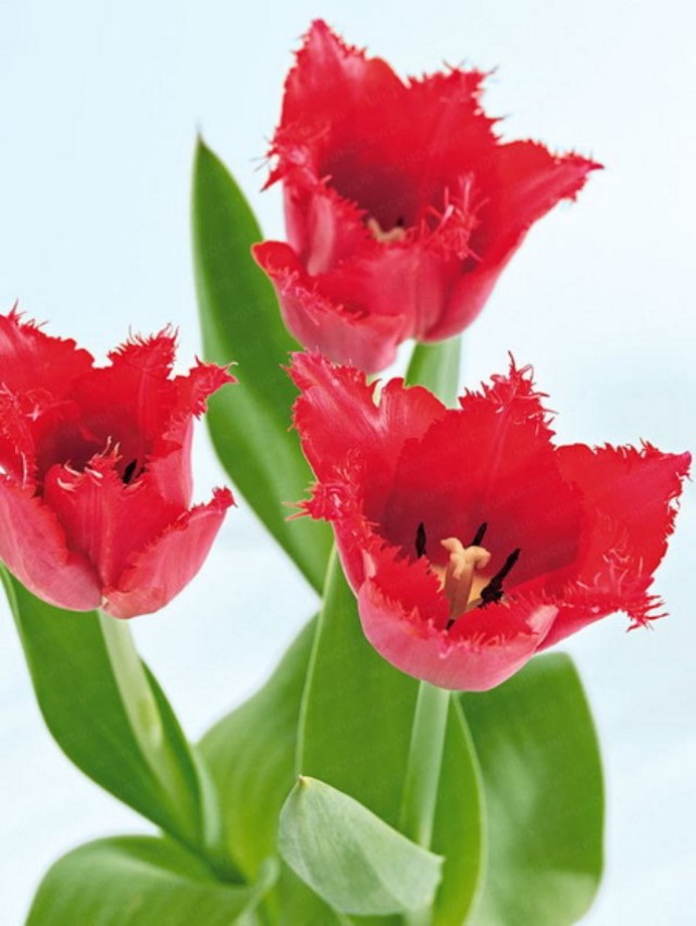 spring-flowers-new-ideas-tulip1-1
