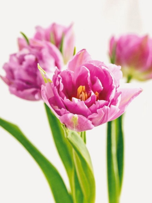 spring-flowers-new-ideas-tulip1-2