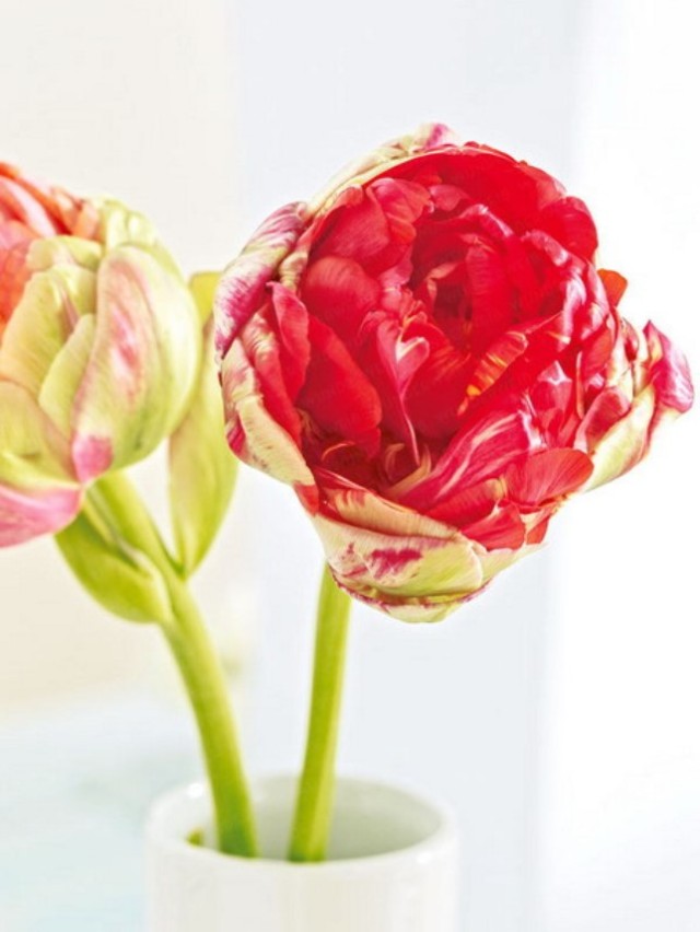 spring-flowers-new-ideas-tulip1-3