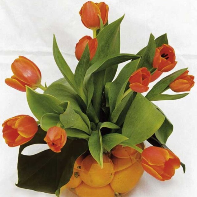 spring-flowers-new-ideas-tulip2-23